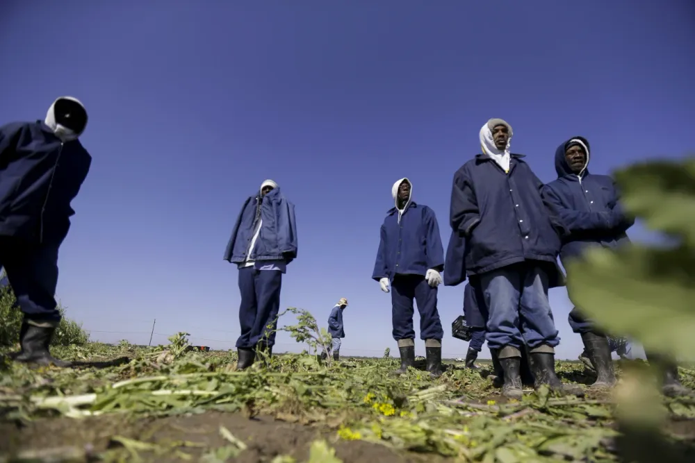 Legal Battle Challenges Forced Labor Conditions at Angola Prison post image