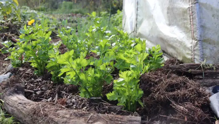 Baker Students Grow More Than Crops and Chickens in STEM Program post image