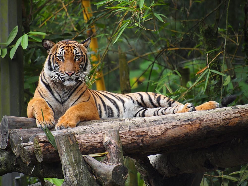 Baton Rouge Zoo to Welcome New Malayan Tiger in Conservation Effort post image